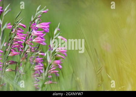 Gladiolus sauvage (Gladiolus illyricus), Loureira, Santa (Catarina) da Serra, quartier de Leiria, Regiao do Centro, Portugal Banque D'Images