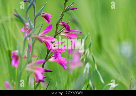 Gladiolus sauvage (Gladiolus illyricus), Loureira, Santa (Catarina) da Serra, quartier de Leiria, Regiao do Centro, Portugal Banque D'Images