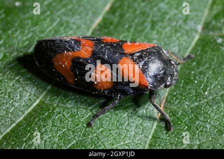 Froghopper noir et rouge, Sippenauer Moor, Bavière, Allemagne (Cercovis vulnerata) Banque D'Images