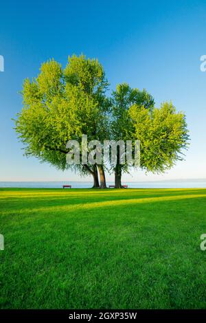 Bancs sous un grand érable argenté sur les rives du lac de Constance près d'Arbon à Thurgau, en Suisse Banque D'Images