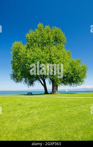 Bancs sous un grand érable argenté sur les rives du lac de Constance près d'Arbon à Thurgau, en Suisse Banque D'Images