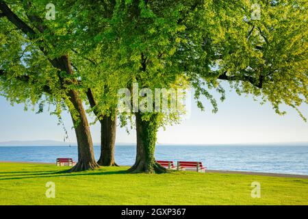 Bancs sous un grand érable argenté sur les rives du lac de Constance près d'Arbon à Thurgau, en Suisse Banque D'Images
