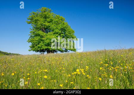 Linner Lime, grand ancien Lime dans un champ de fleurs sous un ciel bleu, près de Linn dans le canton d'Argau, Suisse Banque D'Images