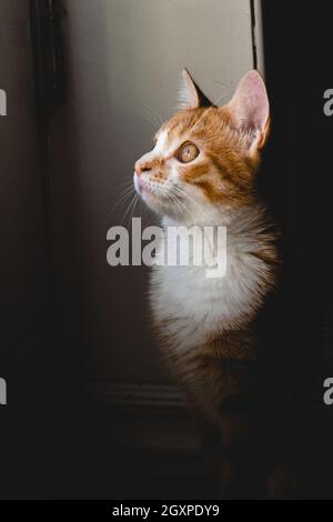Gros plan d'un chat domestique à la recherche Banque D'Images