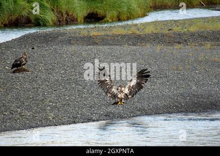 Une paire d'aigles dorés, Aquila chrysaetos, au bord d'une rivière, Cordova, Alaska, ÉTATS-UNIS Banque D'Images