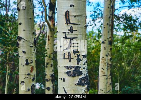 Détail de la sculpture en écorce d'Aspen Tree Banque D'Images