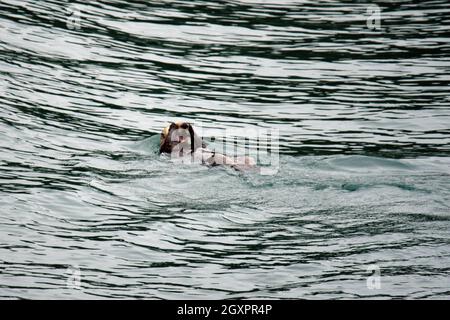 La loutre de mer du Nord, Enhydra lutris, nage à la surface de Prince William Sound, Alaska, États-Unis Banque D'Images