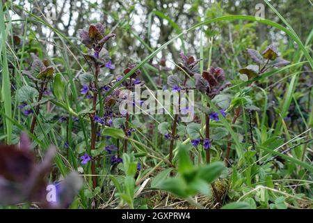 Gewöhnlicher Gundermann (Glechoma hederacea, Syn. Nepeta glechoma, Nepeta hederacea), auch Echt-Gundelrebe, Gundelrebe oder Erdéfaiu, blühende Pflanze Banque D'Images