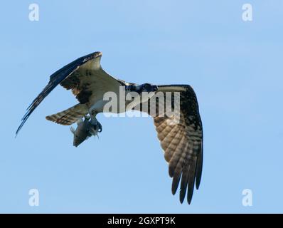 Une balbuzard (Pandion haliatus) transportant deux poissons récemment capturés dans Woodley Creek, dans la réserve naturelle du bassin de Sepulveda, à Woodley, en Californie, aux États-Unis Banque D'Images