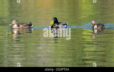 Un canard colvert mâle (anas platyrhynchos) nage avec deux femelles dans le ruisseau Haskell, dans la réserve naturelle du bassin de Sepulveda, à Woodley, en Californie, aux États-Unis Banque D'Images