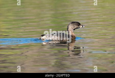 Un grebe à bec de pied non-reproducteur/immature (Podilymbus podiceps) nage dans le ruisseau Haskell, dans la réserve naturelle du bassin de Sepulveda, à Woodley, en Californie, aux États-Unis Banque D'Images