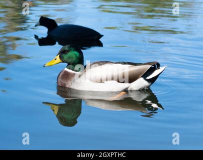 Un canard colvert mâle nage avec un coq américain à Haskell Creek, dans la réserve naturelle de Sepulveda Basin à Woodley, Californie, États-Unis Banque D'Images