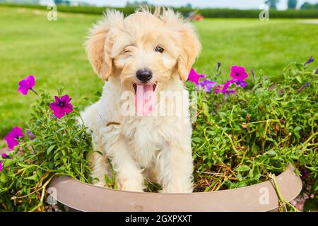 Golden Retriever assis dans un pot de fleurs violettes Banque D'Images