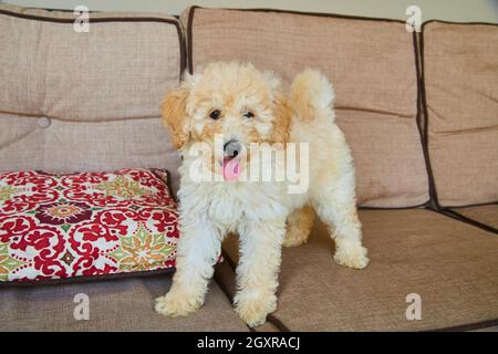 Golden Retriever est installé sur un mobilier de jardin Banque D'Images
