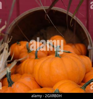 Pile de mini-citrouilles décoratives saisonnières sur le marché agricole local qui déborde du panier Banque D'Images