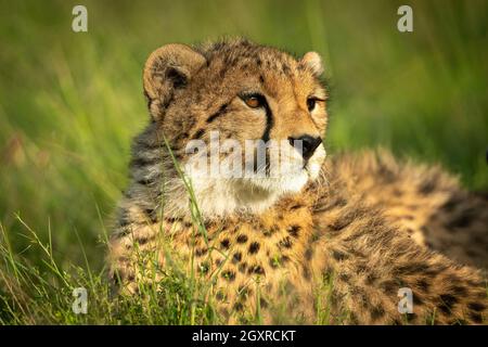 Gros plan du cheetah cub allongé tête rotative Banque D'Images