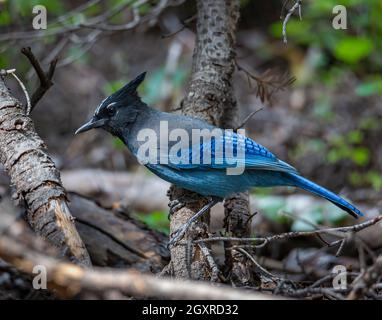 geai Stellars adultes perchés dans un pin au parc national de Rocky Mountain, Colorado, États-Unis Banque D'Images