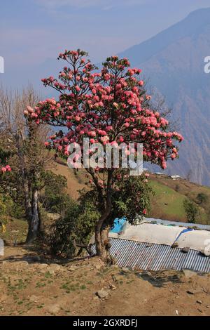 Dans la scène de printemps Langtang National Park, au Népal. Rhododendron rose. Banque D'Images