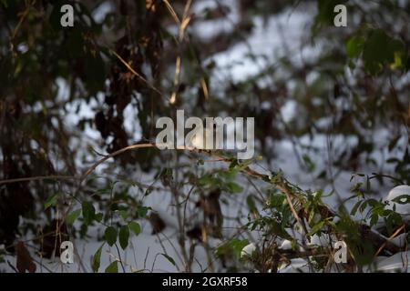 phoebe de l'est (Sayornis phoebe) regardant de côté sur une vigne au-dessus de la neige Banque D'Images