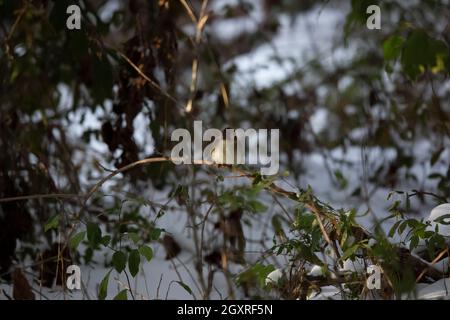 phoebe de l'est (Sayornis phoebe) en regardant d'une vigne au-dessus de la neige Banque D'Images