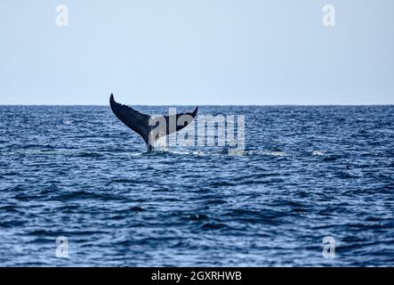 Une baleine à bosse (Megaptera novaeangliae) montrant sa queue.Copier l'espace. Banque D'Images