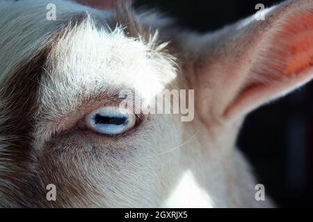 Portrait partiel d'une chèvre blanche et brune montrant un œil et une oreille Banque D'Images