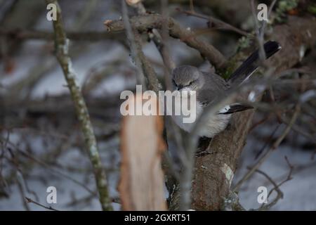 Curieux mockingbird du nord (Mimus poslyglotto) regardant autour de sa perche sur un membre au-dessus d'un sol enneigé Banque D'Images