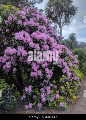 La vue de Rhododendron ponticum, un arbuste à feuilles persistantes en fleur. Banque D'Images