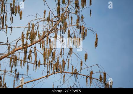 Deux pins de siskins (Spinus pinus) se fourragent sur un arbre Banque D'Images