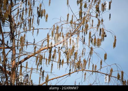 Deux pins de siskins (Spinus pinus) se fourragent sur un arbre Banque D'Images