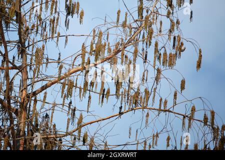 Deux pins de siskins (Spinus pinus) se fourragent sur un arbre, un à partir d'une perche et un autre en vol Banque D'Images