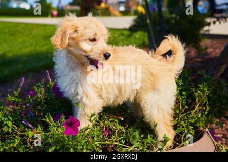 Golden Retriever en pot de fleurs avec petites fleurs violettes Banque D'Images