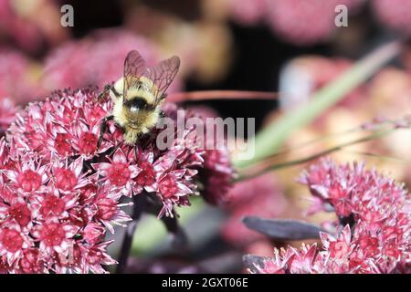 Une abeille Bumble est assise sur une plante rose sedum. Banque D'Images
