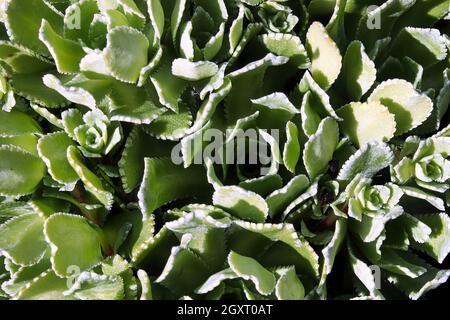 Feuilles vertes sur une plante en grès. Banque D'Images