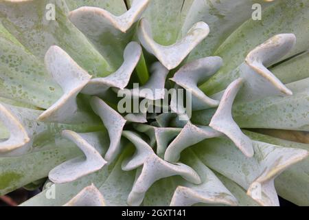 Macro centre d'une plante succulente Topsy Turvey. Banque D'Images