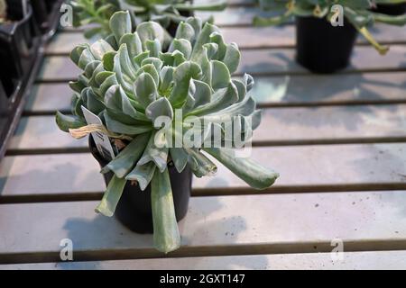 Vue latérale d'une plante succulente de Topsy Turvey dans un pot. Banque D'Images