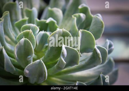 Vue latérale macro d'une usine succulente Topsy Turvey. Banque D'Images