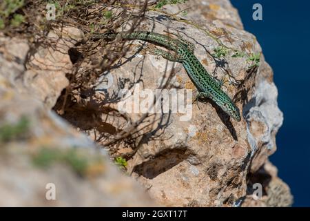 Formentera lizard, Podarcis pityusensis sur une roche Espagne. Banque D'Images