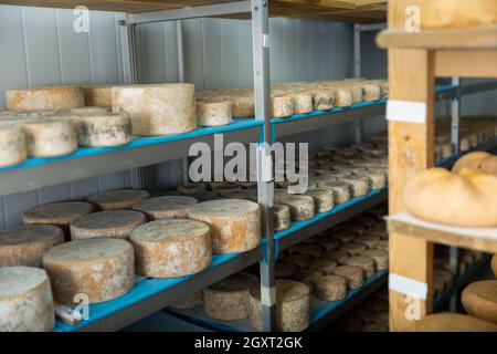 Magasin de fromage affiné sur l'usine laitière avec des roues de fromage de chèvre Banque D'Images