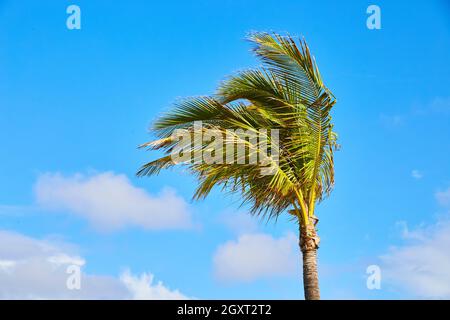 Dessus de palmier soufflant dans le vent contre le ciel bleu Banque D'Images