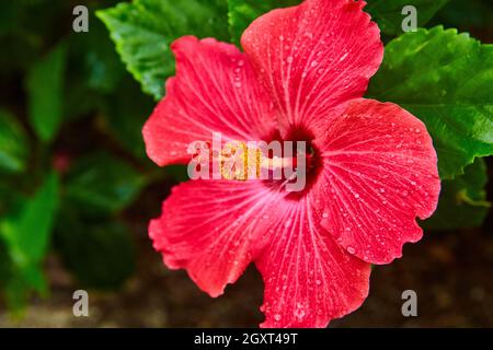 Gros plan de fleur rose tropicale colorée avec jaune Banque D'Images