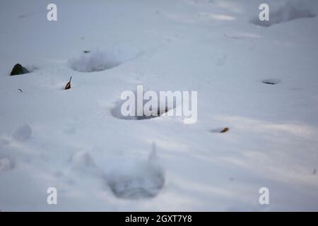Traces humaines profondes dans la neige épaisse et blanche Banque D'Images