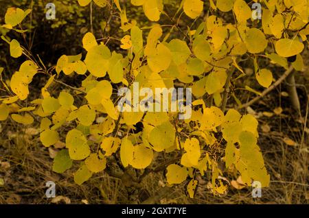 Beauté du feuillage d'automne dans l'est de la Sierra, près des lacs Mammoth, se trouve dans un paysage de montagne, des couleurs vives et pittoresques. Banque D'Images