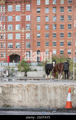 Manchester, Royaume-Uni. 04e octobre 2021. Un voyageur s'occupe de ses chevaux pendant la manifestation.les Gitans ont installé un camp dans la banlieue de Manchester avant de rejoindre d'autres manifestants dans le centre de Manchester pour s'opposer au projet de loi sur la police, le crime, la condamnation et les tribunaux, qui estime qu'il sera interdit aux tziganes nomades et aux cultures de voyageurs dans tout le Royaume-Uni. (Photo de Martin Pope/SOPA Images/Sipa USA) crédit: SIPA USA/Alay Live News Banque D'Images