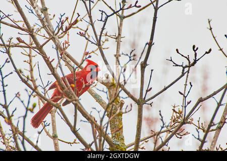 Oiseau rouge cardinal reposant sur un arbre avec de petits boutons de printemps Banque D'Images