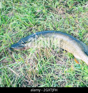 Brochet pris sur l'herbe verte. Esox Lucius Banque D'Images