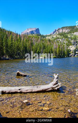Lac dans les montagnes avec bois flottant et pins Banque D'Images