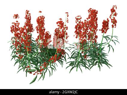 Rendu 3D des plantes de fleur de mur en fleur isolées sur fond blanc Banque D'Images