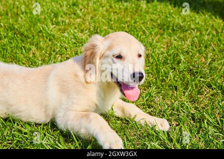 Le Golden Retriever se flaque dans l'herbe Banque D'Images