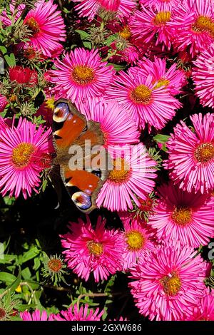 le papillon se trouve sur des fleurs de chrysanthèmes roses, vue de dessus. Banque D'Images
